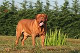 DOGUE DE BORDEAUX 373